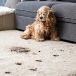 area rug cleaning nyc