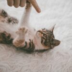 Carpet Cleaning Company Costs in Belle Harbor, Queens