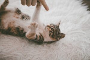Carpet Cleaning Company Costs in Belle Harbor, Queens