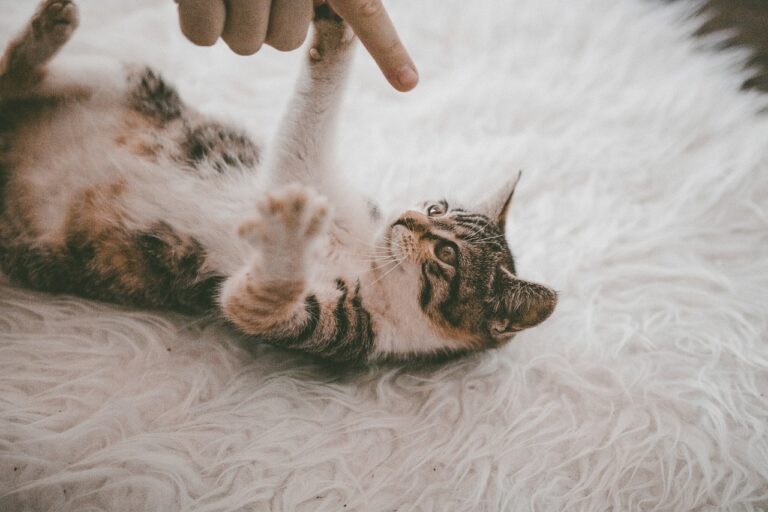 Carpet Cleaning Company Costs in Belle Harbor, Queens